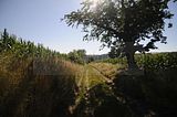 burg_saaleck_rudelsburg_bad_sulza_057