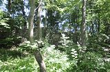 burg_saaleck_rudelsburg_bad_sulza_103