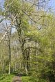 drei_gleichen_05_2017_orig_005