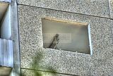 abriss-plattenbau-gera-037