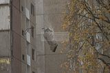 abriss-plattenbau-gera-296
