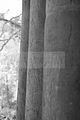 klosterruine-paulinzella-14