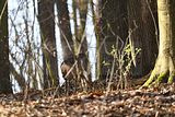 wartburg_eisenach_25_03_2017_10