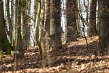 wartburg_eisenach_25_03_2017_11