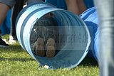 gera-fest-der-kulturen-24092011-038