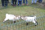 hofwiesenparkfest-gera-2013-314