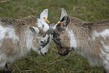 hofwiesenparkfest-gera-2013-319