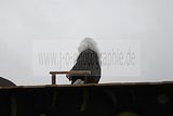 karnevalsumzug-wasungen-18022012-282