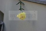 stolperstein_blumenstrasse_8_017