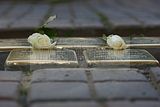 stolperstein_blumenstrasse_8_025