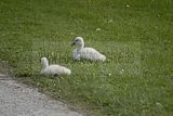 thueringentag-sondershausen-08-06-2013-375