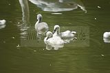 thueringentag-sondershausen-08-06-2013-46