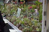 zwiebelmarkt_weimar_2016_056
