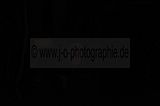 zwiebelmarkt_weimar_2016_280