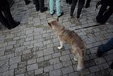 zwiebelmarkt_weimar_2016_454