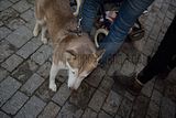 zwiebelmarkt_weimar_2016_455