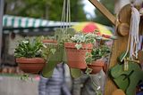 zwiebelmarkt_weimar_2016_591