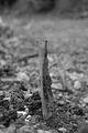 russische-garnission-13-09-2009-108