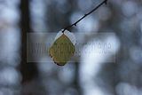 russische-garnission-20-12-2009-025