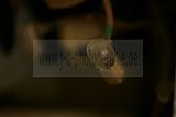 russische-garnission-16-01-2010-028