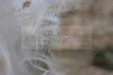 russische-garnission-14-02-2010-014