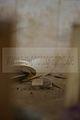 russische-garnission-19-06-2010-027
