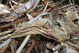 russ_garnission_2009-09.13_0111