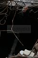 russ_garnission_2010-02.28_0008