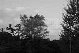 russ_garnission_2009-09.20_0001