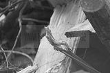 russ_garnission_2009-09.20_0029