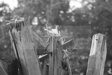 russ_garnission_2009-09.20_0031