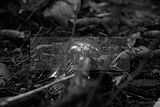 russ_garnission_2009-09.20_0074