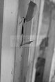 russ_garnission_2009-09.20_0082