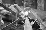 russ_garnission_2009-09.20_0138