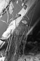 russ_garnission_2009-09.20_0141