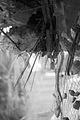 russ_garnission_2009-09.20_0142