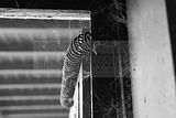 russ_garnission_2009-11.29_0047