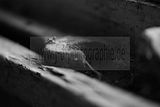 russ_garnission_2009-12.20_0007