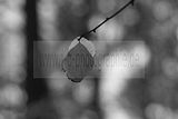 russ_garnission_2009-12.20_0025