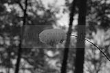 russ_garnission_2009-12.20_0027