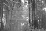 russ_garnission_2009-12.20_0028