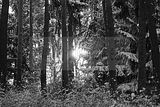 russ_garnission_2009-12.20_0029