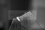 russ_garnission_2009-12.20_0032