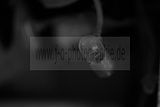 russ_garnission_2010-01.16_0028