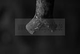 russ_garnission_2010-02.21_0006