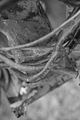 russ_garnission_2010-02.28_0025