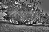tannenfeld-herbst-2011-151