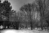 tannenfeld-winter-003