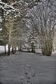 tannenfeld-winter-005