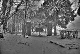 tannenfeld-winter-007
